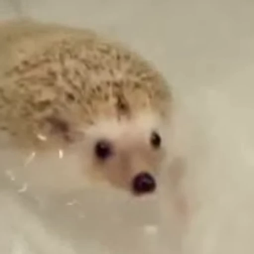 💪 Стикер «🦔» для Telegram