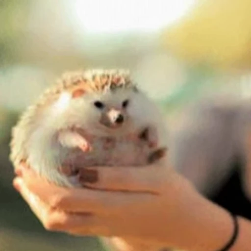🥰 Стикер «🦔» для Telegram