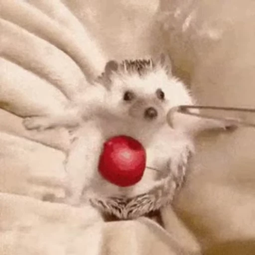 😋 Стикер «🦔» для Telegram