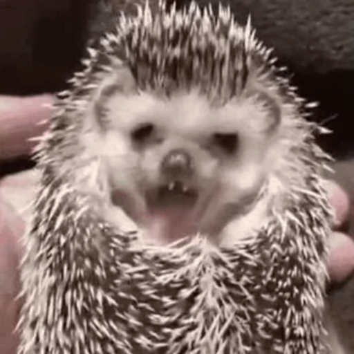 🥱 Стикер «🦔» для Telegram