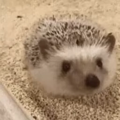 🥱 Стикер «🦔» для Telegram