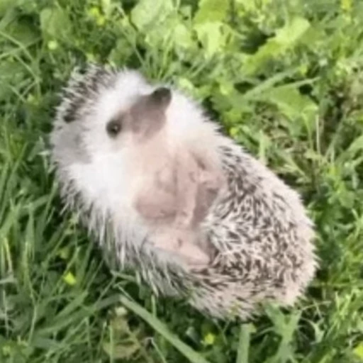 😋 Стикер «🦔» для Telegram