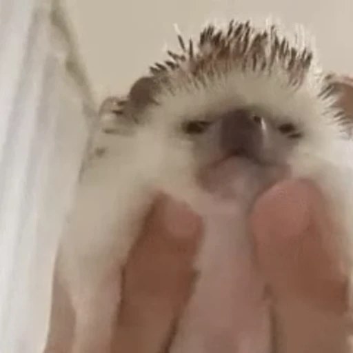 ☺️ Стикер «🦔» для Telegram