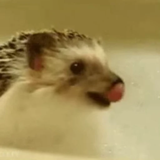 😋 Стикер «🦔» для Telegram