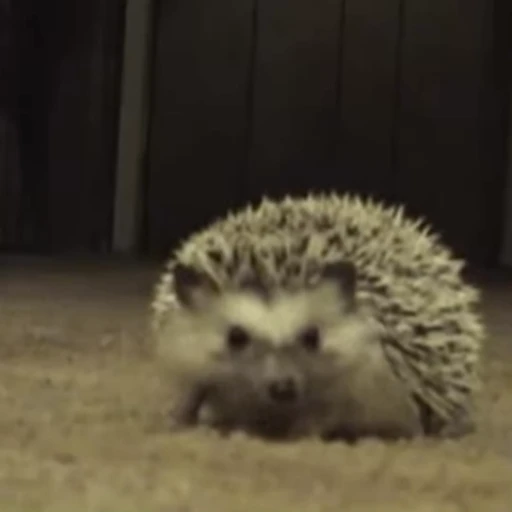 🫣 Стикер «🦔» для Telegram