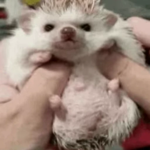 🤗 Стикер «🦔» для Telegram