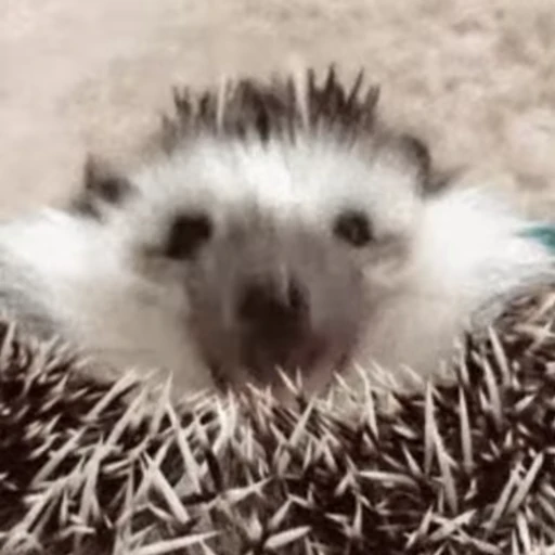 🤓 Стикер «🦔» для Telegram