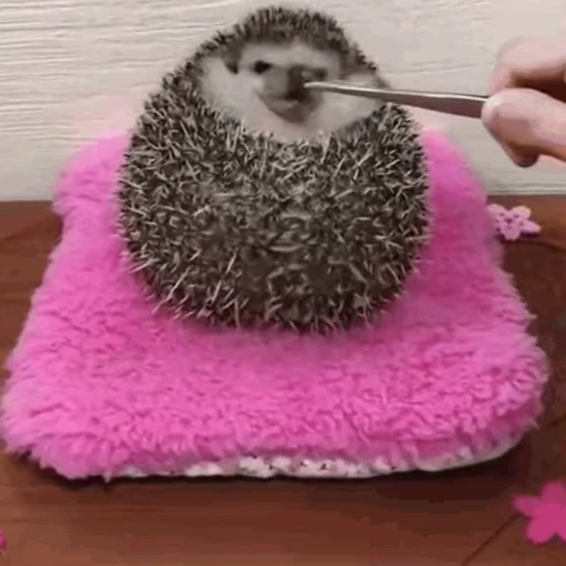 🙃 Стикер «🦔» для Telegram