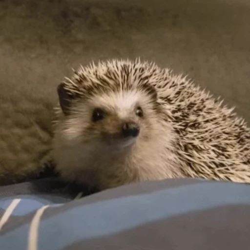 🧐 Стикер «🦔» для Telegram