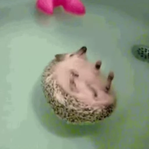 🤪 Стикер «🦔» для Telegram