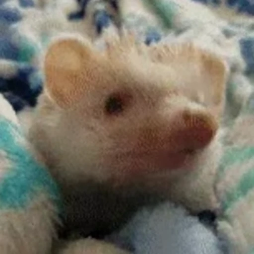 🥸 Стикер «🦔» для Telegram
