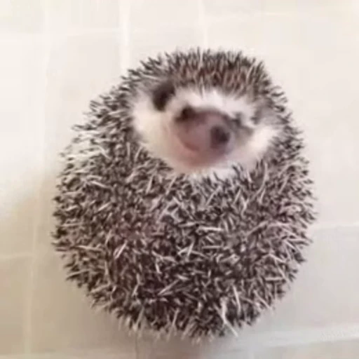 😠 Стикер «🦔» для Telegram
