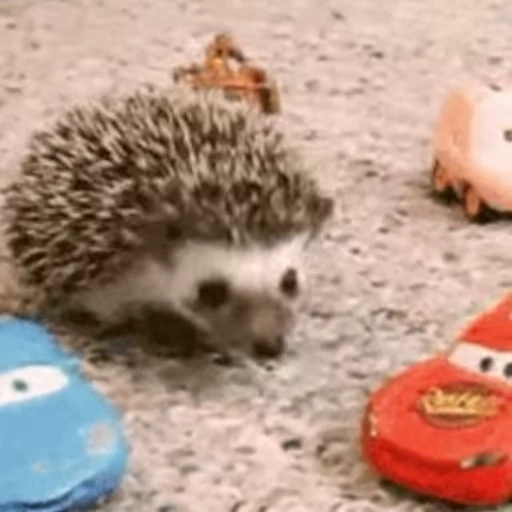 🚘 Стикер «🦔» для Telegram