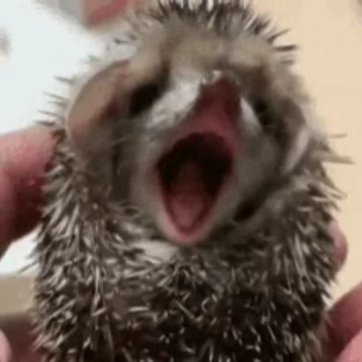 🥱 Стикер «🦔» для Telegram