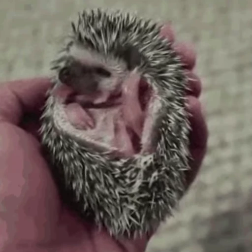 🤤 Стикер «🦔» для Telegram