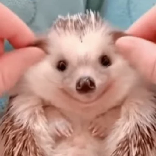 🥰 Стикер «🦔» для Telegram