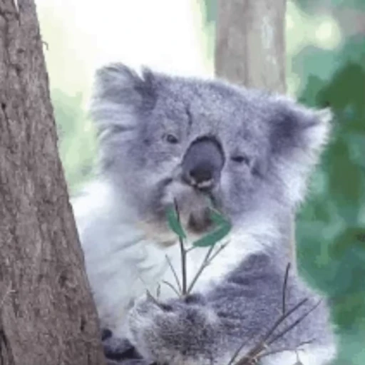 🌿 Стикер «video Koalas STICKER PARTY» для Telegram