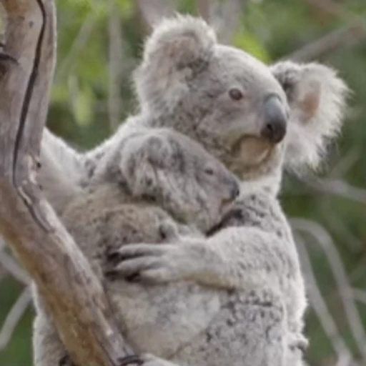 💞 Стикер «video Koalas STICKER PARTY» для Telegram