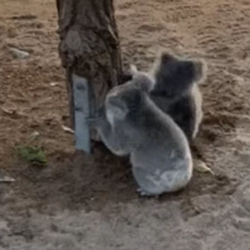 😈 Стикер «video Koalas STICKER PARTY» для Telegram