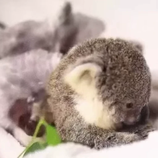 🦵 Стикер «video Koalas STICKER PARTY» для Telegram