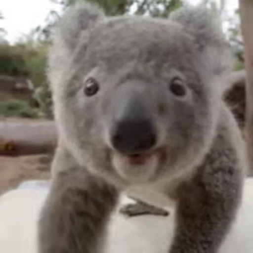😎 Стикер «video Koalas STICKER PARTY» для Telegram
