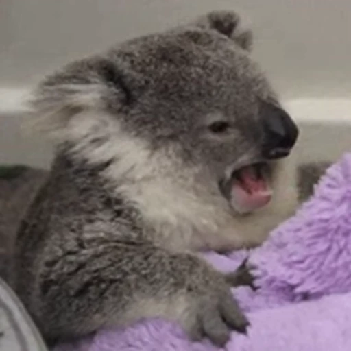 🥱 Стикер «video Koalas STICKER PARTY» для Telegram