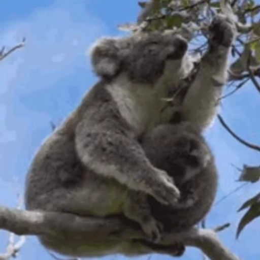 🌿 Стикер «video Koalas STICKER PARTY» для Telegram