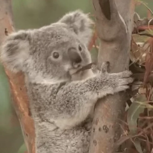 😬 Стикер «video Koalas STICKER PARTY» для Telegram
