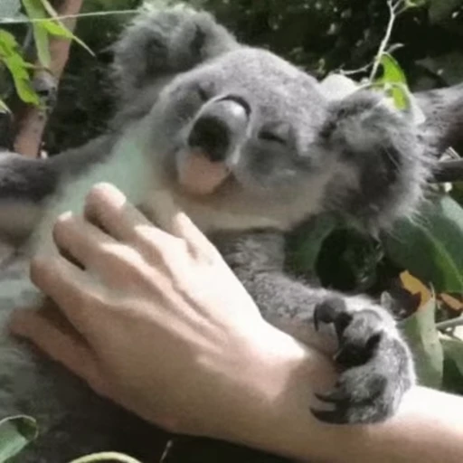 🤤 Стикер «video Koalas STICKER PARTY» для Telegram