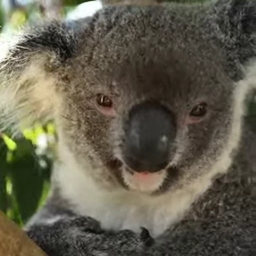 😎 Стикер «video Koalas STICKER PARTY» для Telegram