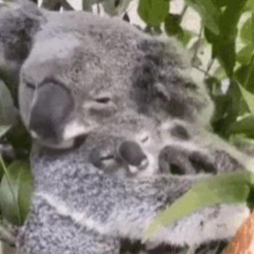 💞 Стикер «video Koalas STICKER PARTY» для Telegram
