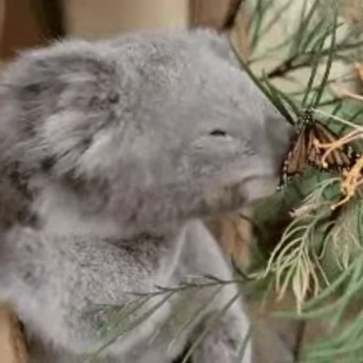 🦋 Стикер «video Koalas STICKER PARTY» для Telegram