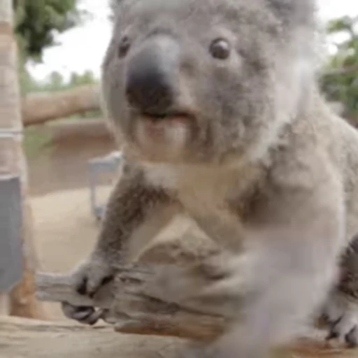 🫳 Стикер «video Koalas STICKER PARTY» для Telegram