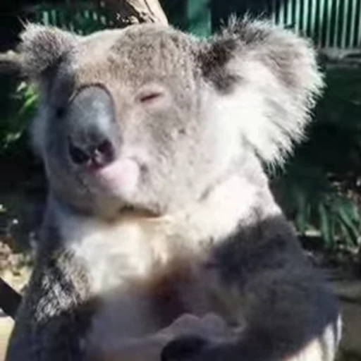 🥰 Стикер «video Koalas STICKER PARTY» для Telegram