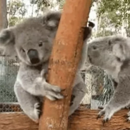 😚 Стикер «video Koalas STICKER PARTY» для Telegram