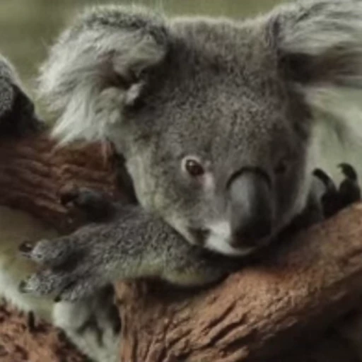 😐 Стикер «video Koalas STICKER PARTY» для Telegram