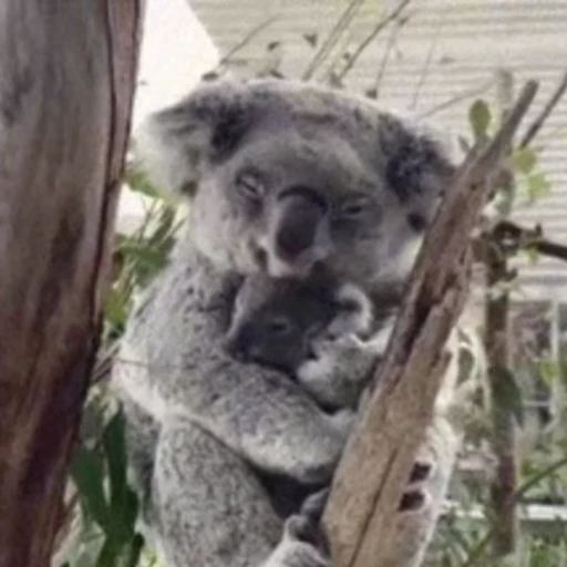 Стикерпак video Koalas STICKER PARTY для Telegram