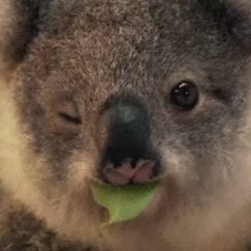 😎 Стикер «video Koalas STICKER PARTY» для Telegram