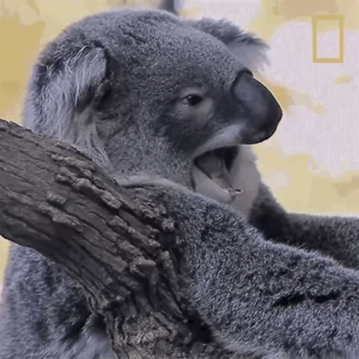 🥱 Стикер «video Koalas STICKER PARTY» для Telegram