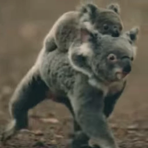 👩‍👦 Стикер «video Koalas STICKER PARTY» для Telegram