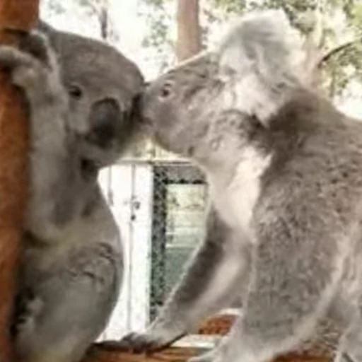😚 Стикер «video Koalas STICKER PARTY» для Telegram