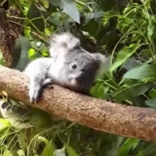 😤 Стикер «video Koalas STICKER PARTY» для Telegram