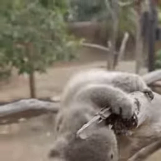 😬 Стикер «video Koalas STICKER PARTY» для Telegram