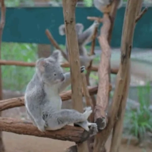 🤨 Стикер «video Koalas STICKER PARTY» для Telegram