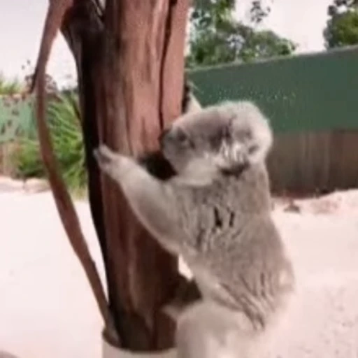 💪 Стикер «video Koalas STICKER PARTY» для Telegram