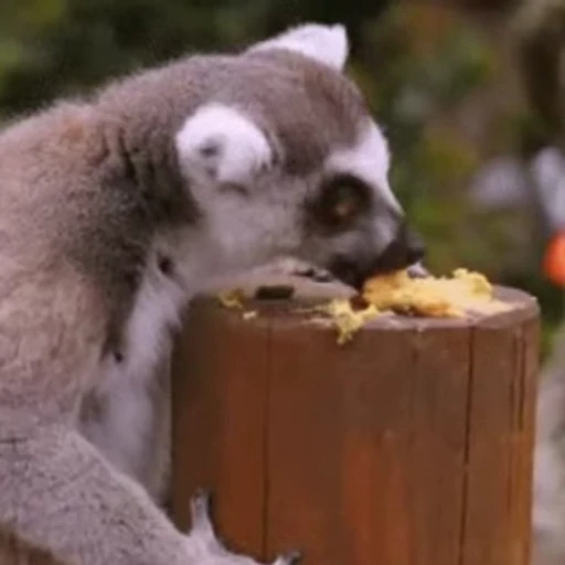 😋 Стикер «Lemurs» для Telegram