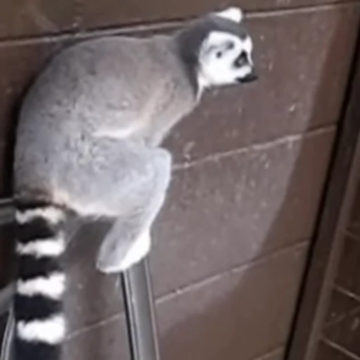 🙂 Стикер «Lemurs» для Telegram