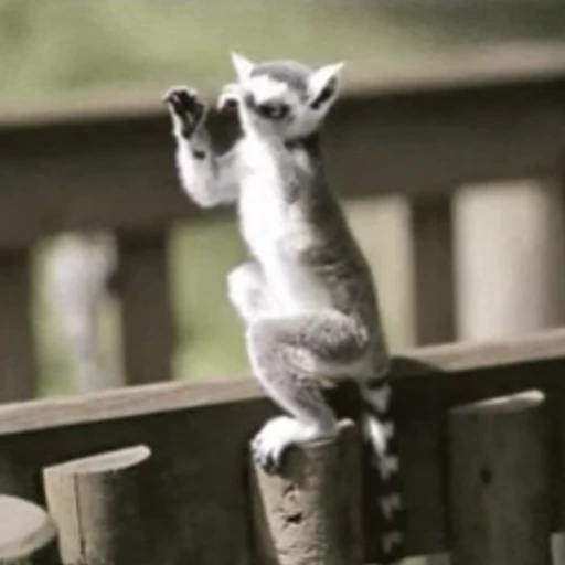 🤪 Стикер «Lemurs» для Telegram