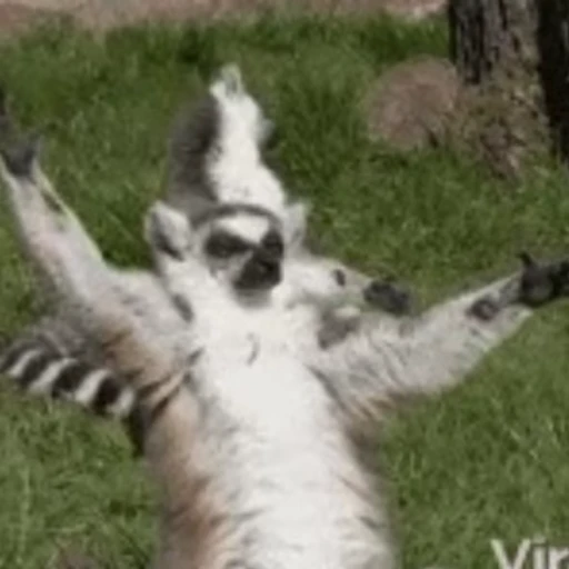 🤗 Стикер «Lemurs» для Telegram