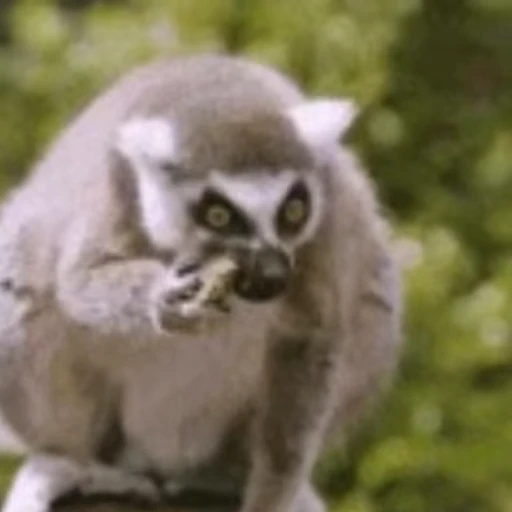 🤓 Стикер «Lemurs» для Telegram